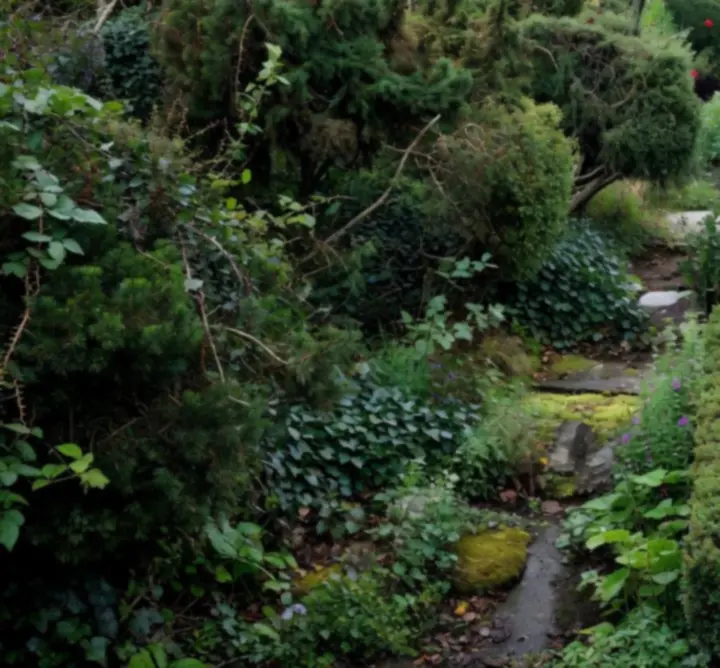 Side-by-side comparison of a garden before and after professional maintenance, showing dramatic improvement.